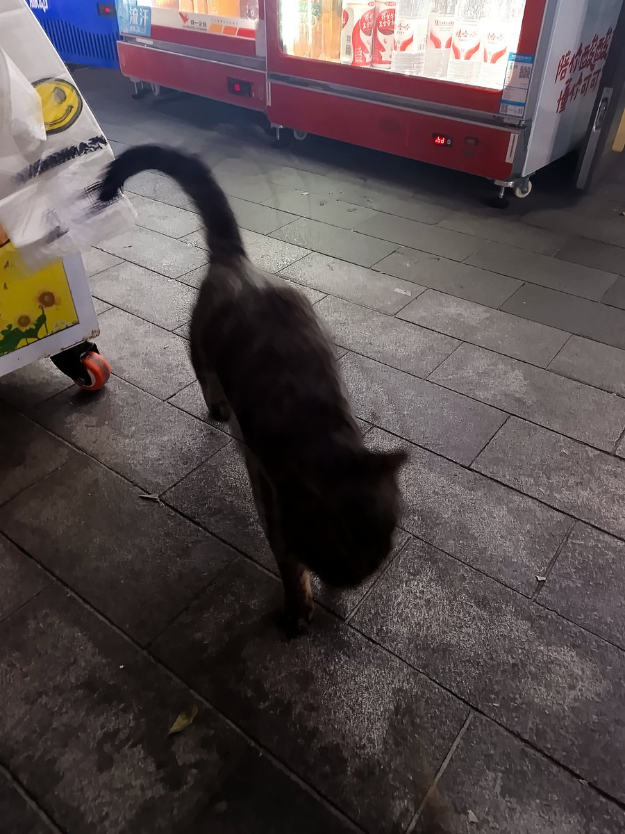 tingyu2ulj's tweet photo. 再次遇到可爱小猫🐱 https://t.co/x1YN32DQ1X