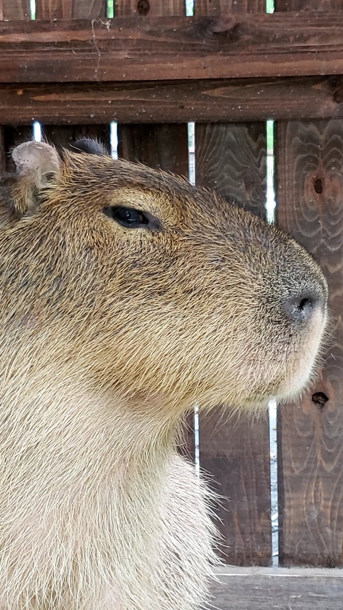 HrXi38Srx6rQZ7h's tweet photo. 刀剣好きには佐野美術館でおなじみの三島に行ったらぜひ目の前にある楽寿園へ🤗300円で美しい水の庭園が見れます。動物もたくさんいるよ🐹 https://t.co/yEKJ1SNIgE