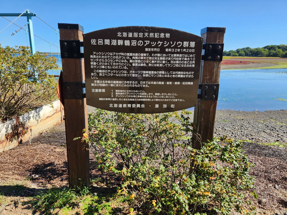 teruPococha's tweet photo. #ドライブ
 #湧別 
 #サンゴ岬
 #サンゴ草
 #北海道指定天然記念物
途中から車一台通る道しかありません😅
気をつけて通行してください😊 https://t.co/NbQYfYcHcj