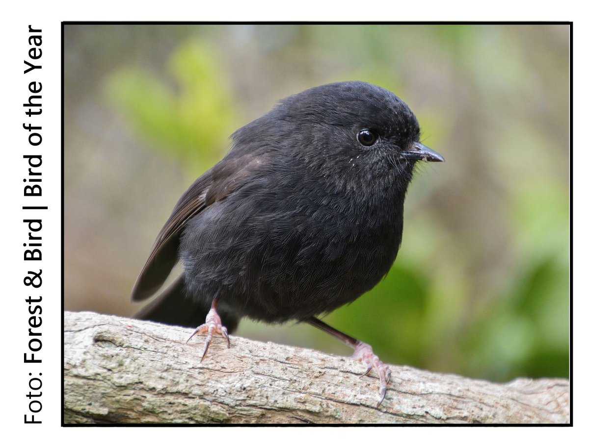AtualizadoSaber's tweet photo. O pássaro da espécie Petroica traversi (Petrocidae, ordem Passeriformes) - conhecido como karure (Māori) ou kakaruia (Moriori) - foi eleito Ave do Ano (Bird of the Year) 2026 da Nova Zelândia.

Esse passarinho simpático possui uma história dramática de conservação: no início da década de 1980, apenas 5 indivíduos restavam da espécie - após acentuado declínio populacional causado por atividades humanas. Esforços de conservação conseguiram aumentar o número para, atualmente, próximo de 350 indivíduos - e a partir inicialmente de um único casal reprodutor, incluindo a famosa fêmea fértil Old Blue.

Sim, todos os indivíduos vivos da espécie descendem de Old Blue.

Porém, ainda é uma espécie criticamente ameaçada e apenas encontrada em duas das Ilhas de Chatham, a cerca de 800 km à leste da Nova Zelândia continental.

Foram 105 mil participantes neozelandeses (votação pública), com o  P. traversi  ganhando mais de 25,5 mil votos.

🔸️ Adultos da espécie possuem 20-25 g de massa corporal e 15 cm de comprimento. Macho e fêmea são similares. Em relação à dieta, se alimentam principalmente de insetos.

🔹️ Referências:

- Miller et al. (2004). Genetic Drift Outweighs Balancing Selection in Shaping Post‐bottleneck Major Histocompatibility Complex Variation in New Zealand Robins (Petroicidae). Molecular Ecology 13 (12), 3709–3721.

- Cubrinovska et al. (2015). Assessment of Hybridisation between the Endangered Chatham Island Black Robin (Petroica Traversi) and the Chatham Island Tomtit (Petroica Macrocephala Chathamensis). Conservation Genetics, 17 (2), 259–265.

- Boles, W. E. (2020). Black Robin (Petroica traversi), version 1.0. In Birds of the World (J. del Hoyo, A. Elliott, J. Sargatal, D. A. Christie, and E. de Juana, Editors). Cornell Lab of Ornithology, Ithaca, NY, USA.

- New Zealand Department of Conservation