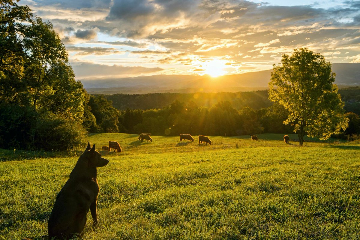 JamesBrown9m's tweet photo. My dog. And a Landscape in Styria, Austria
#Wanderlust #Landscape https://t.co/GkD4NtgDSm