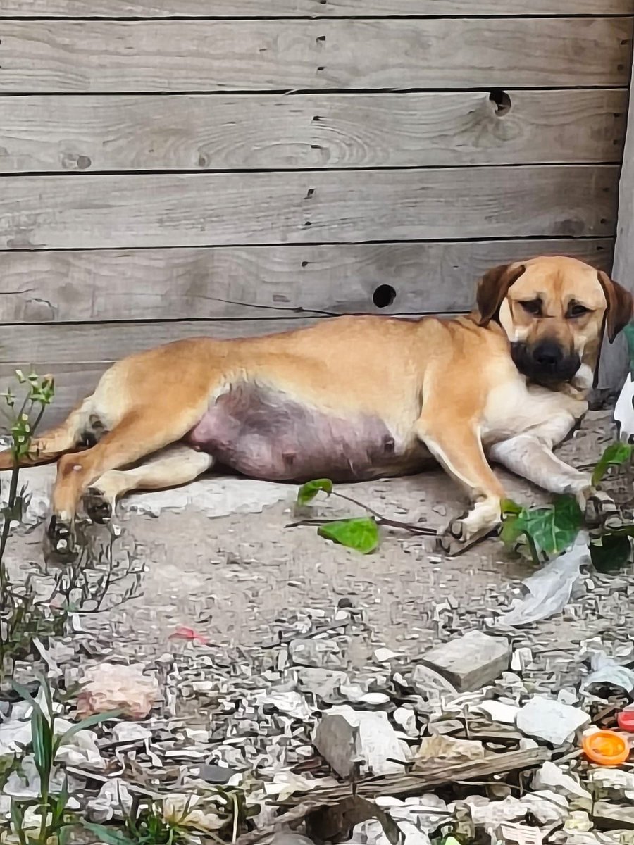 Alina_Gag's tweet photo. Y bueno

Hoy me contaron una historia que me tiene con un nudo en la garganta

Esta perrita se llama Lola. Escarbó un hoyo en la tierra para tener a sus bebitos.

La gente de alrededor le lanzó piedras, la atacaron con palos y la hicieron huir. La querían matar.

Ella se fue 😭 y https://t.co/xxsmGt0YAb