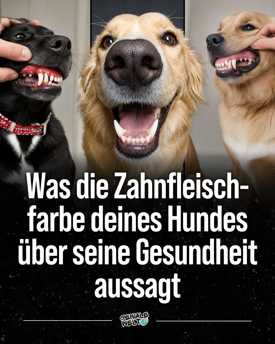 ConsuelaWag46d's tweet photo. Photo by Geniale Welt on August 14, 2026. May be an image of text that says "yusa- Was die Zahnfleisch- farbe deines Hundes über seine Gesundheit aussagt NL牛E GENIALE WELT". https://t.co/9LsOeuu5HH