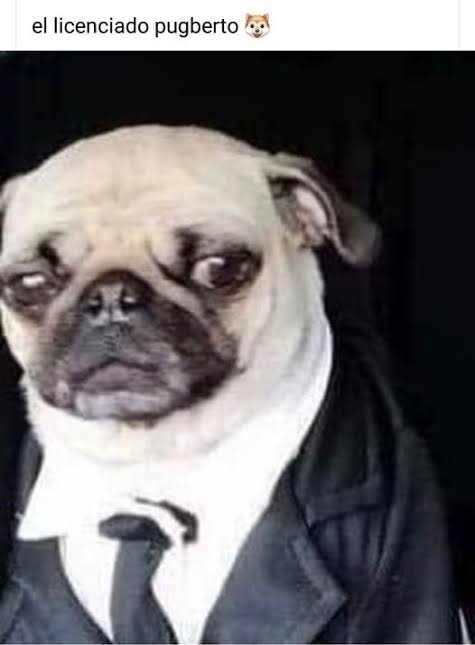 PugbertoVT's tweet photo. @Lightvtu1 It's a hispanic meme https://t.co/C7TP7Wkr5r