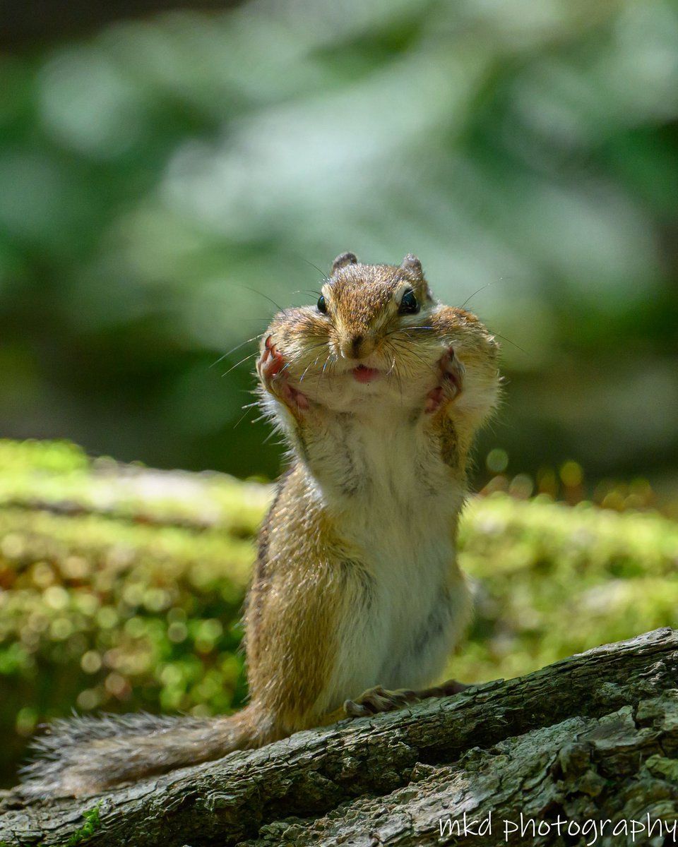 m_kudo44's tweet photo. パンパンなの🐿️
#エゾシマリス https://t.co/nH0J7ttr56