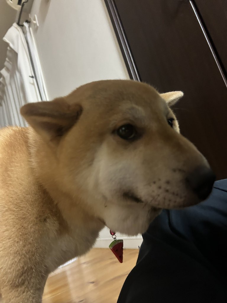 dashi_konbuu's tweet photo. うちの犬もマムシに噛まれたことあったな。
可哀想だった��ど、笑ってしまったな…
犬は傷ついたらしくて心の距離できてたな… https://t.co/rCsShPevdP