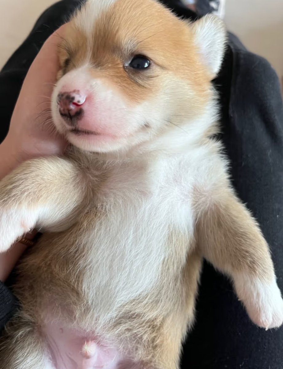 selamooduto's tweet photo. My little pup just hit 6 months old—already growing so fast, from that tiny ball of fur to a goofy, cuddly buddy. Love every messy, sweet moment! https://t.co/sJeClcsvoF