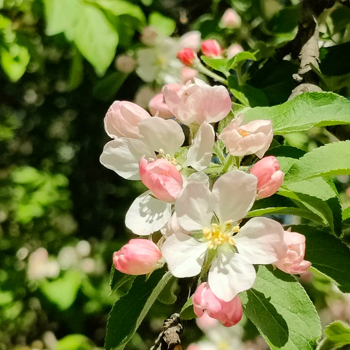 RonnaThessing's tweet photo. Photo by Melen on May 02, 2023. https://t.co/H73xMKeFPI