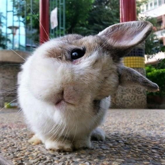 Snailington_'s tweet photo. Ermmm hellowww...? 🐰❓️ https://t.co/KdXg00pLhX