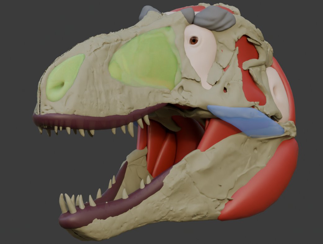 juacoraptor's tweet photo. Tyrannosaurus rex (USNM 555000) Head study (to clarify, I placed a symmetrize modifier that affects the right side, that's why both sides look the same) https://t.co/g30BbM3Bm5
