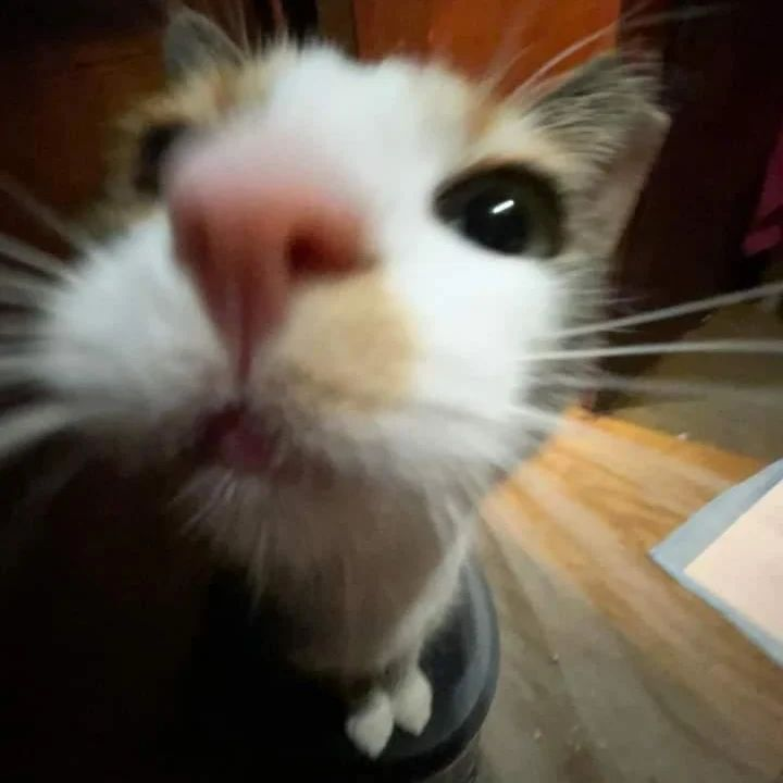 PunchingCat's tweet photo. https://t.co/GK8XRiyUI4