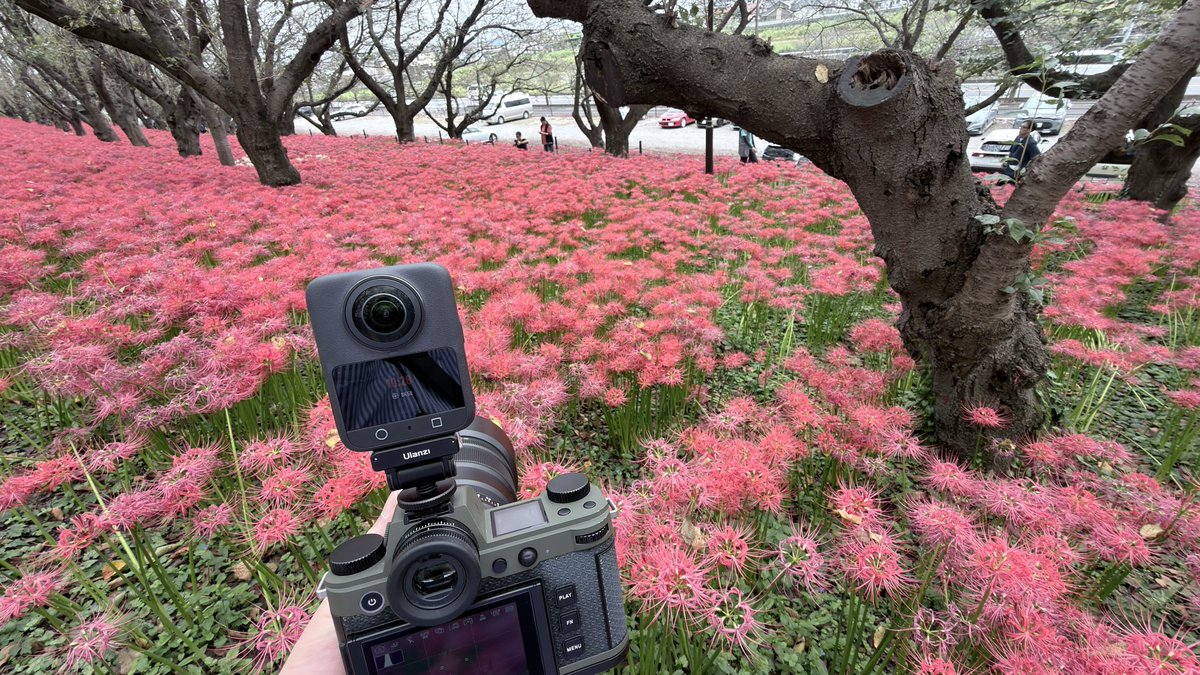 soleicaSL3's tweet photo. 曼珠沙華まつり https://t.co/MUPLuAgL5S