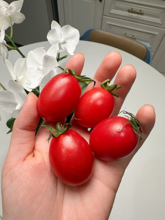 CarlynBodary's tweet photo. Just tried the new organic cherry tomatoes from the local farmers' market! Burst with sweet, juicy flavor—no weird aftertaste, perfect for salads or snacking. 10/10 would buy again!， https://t.co/za6CVwyJ65