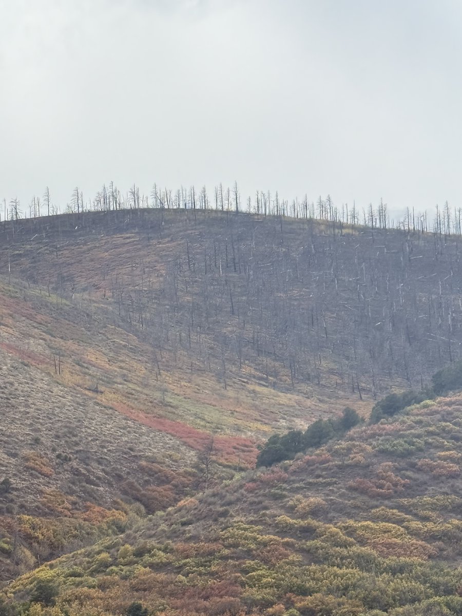 BigGameScouts's tweet photo. I’m in Unit 81 finding elk. It’s Beautiful and the Gambel oak is putting on the show right now.

Those rust, orange, and maroon patches across the slope in Unit 81 near the Conejos are mostly Gambel oak (scrub oak). After fire it comes back hard and this is its fall color.

Mixed in with it:
•  Quaking aspen..  the brighter yellow patches higher on the hill
•  Serviceberry
•  Chokecherry
•  Three-leaf sumac
•  Wild rose, currants, and mountain mahogany

The gray standing trees on the ridge are burned conifers.. spruce, fir, and mixed. The live green trees left in the draws are mostly ponderosa and Douglas-fir.