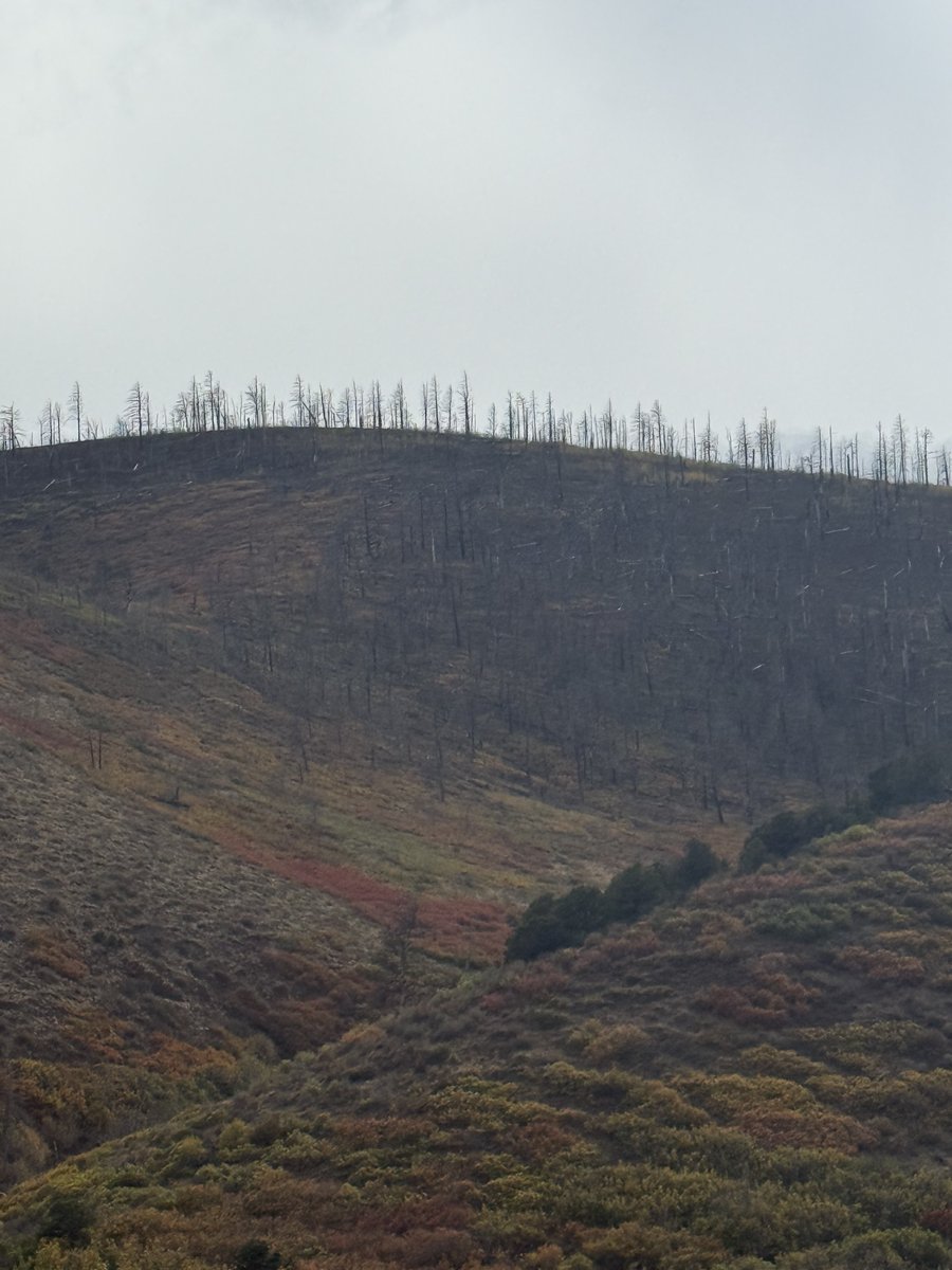 BigGameScouts's tweet photo. I’m in Unit 81 finding elk. It’s Beautiful and the Gambel oak is putting on the show right now.

Those rust, orange, and maroon patches across the slope in Unit 81 near the Conejos are mostly Gambel oak (scrub oak). After fire it comes back hard and this is its fall color.

Mixed in with it:
•  Quaking aspen..  the brighter yellow patches higher on the hill
•  Serviceberry
•  Chokecherry
•  Three-leaf sumac
•  Wild rose, currants, and mountain mahogany

The gray standing trees on the ridge are burned conifers.. spruce, fir, and mixed. The live green trees left in the draws are mostly ponderosa and Douglas-fir.