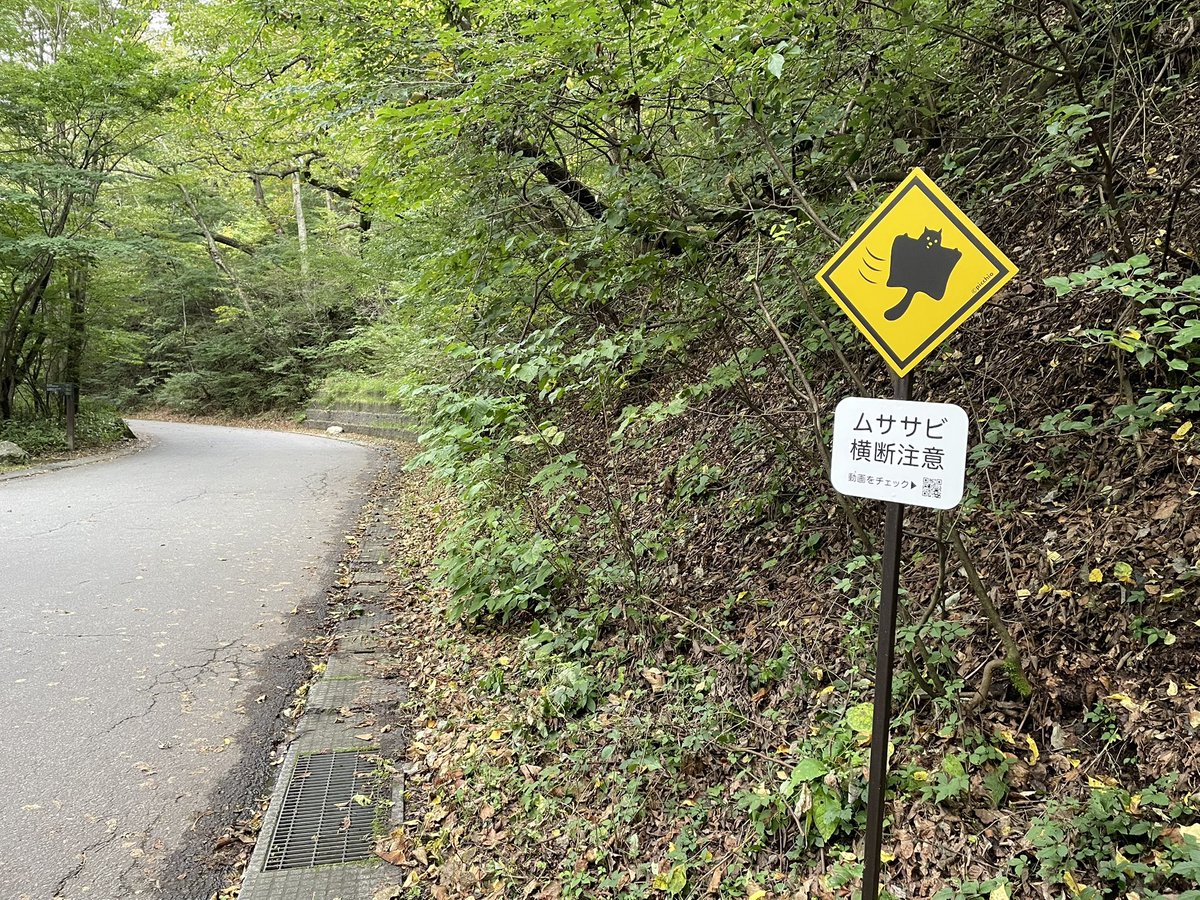 B_is_my_Sign's tweet photo. #台風一過🌀 #軽井沢

#軽井沢ハルニレテラス 

テラス周辺の森🌳を散策

#ムササビ注意 ⚠️ 🤭 https://t.co/cBzREqBKkE