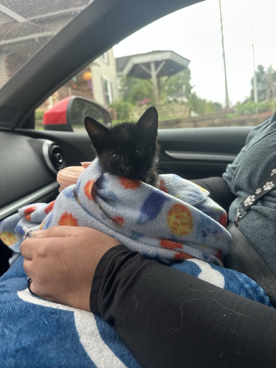 dovethedivine's tweet photo. so i found a 4 week old kitten alone at a truck stop yesterday and i really love him https://t.co/onLwquyoIA