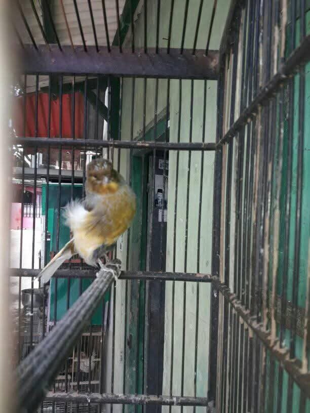 Excel_Dee's tweet photo. Gagah plus ganteng...🐦 https://t.co/gPJPm4wwRm