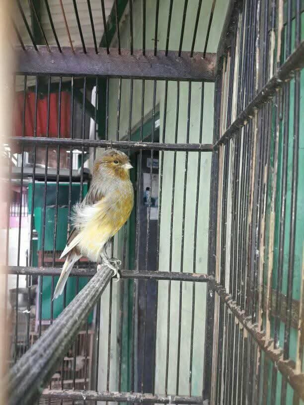 Excel_Dee's tweet photo. Gagah plus ganteng...🐦 https://t.co/gPJPm4wwRm