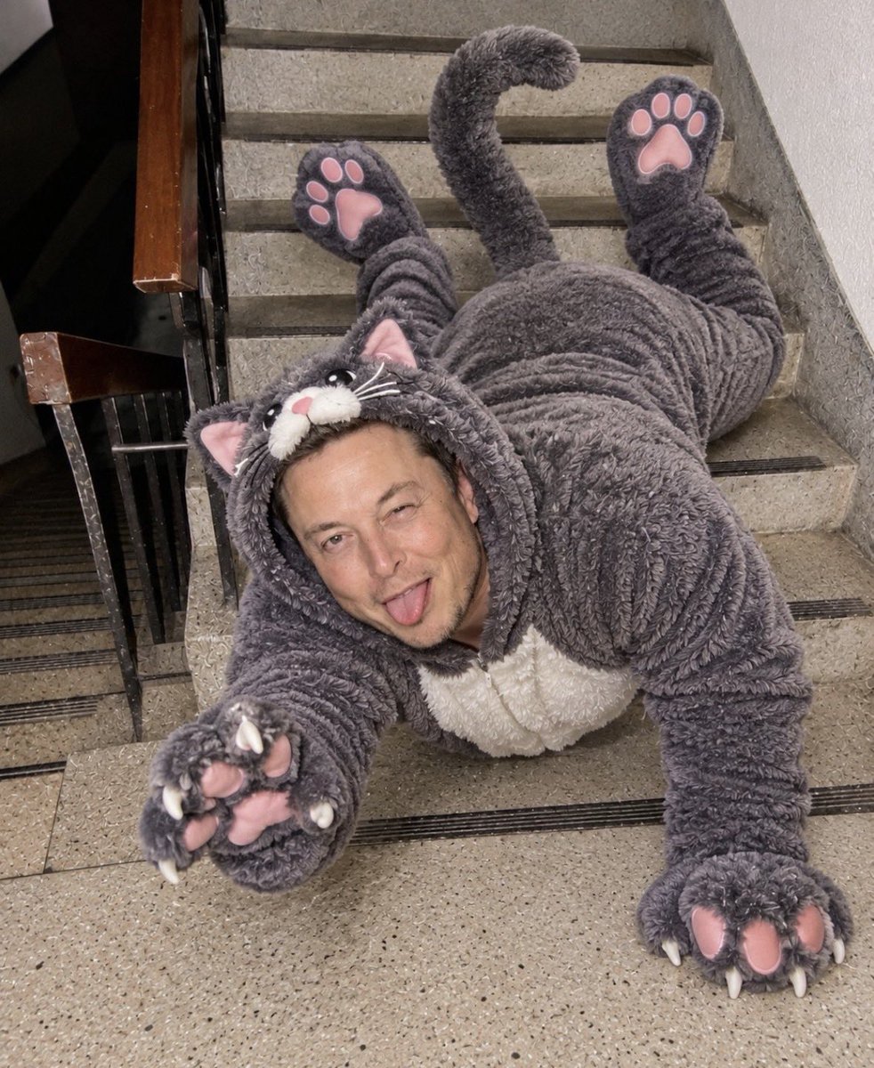 CEOXfc's tweet photo. Gravity has entered the chat! 😂🐱

He may have taken a little tumble, but somehow he’s still making the cat outfit look good. 🐾😎

A. I’d follow him, too funny! 😁

B. Please get up and act normal! 😭 https://t.co/f9CIo4gSv5