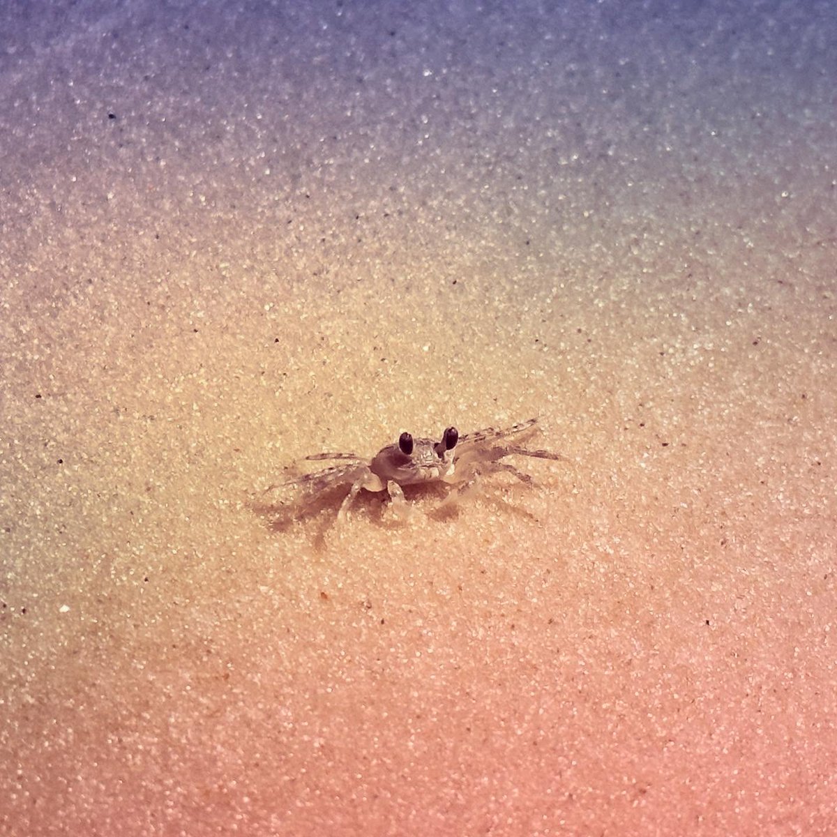 ErmelindaMdfsl's tweet photo. Say hello to my little friend. #crab #orangebeach #alabama #fallbreak #mylittlefriend #crabhunting #nighttimeonthebeach #memories #phoenixv https://t.co/pFDMMEeVjO