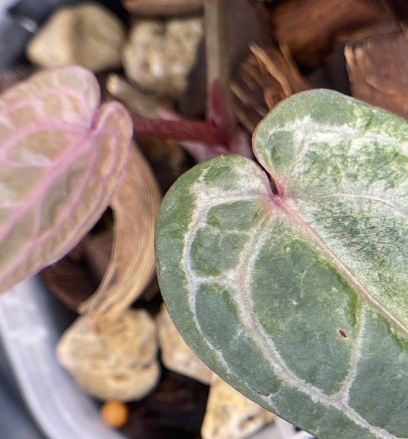 92612IRVINE's tweet photo. #Anthurium
#アンスリウム
#SKGPinkLemonadeLine
#SKGピンクレモネード系
今年になってようやく、国際アロイド協会の品種登録で交配式が発表だったのですね。
「SKGSilver x SKGGrey」
SKGPinkLemonade
😍ピンクかわいい
SKGらしい、ミミ上部が平ら https://t.co/ALG73iQBH4