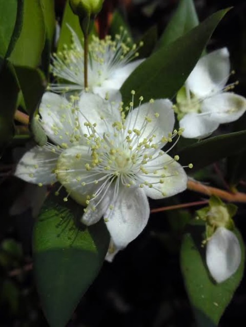 williamsnayder's tweet photo. Myrtus communis L., Murt ya da Mersin bitkisi… Bu şifalı Akdeniz bitkisinin yaprak, çiçek ve meyvesinin şifasını daha önce anlatmıştım; dünya genelinde yaygın etnobotanik kullanımı olan geleneksel bir droğ, tıp tarihinde şeker hastalığından akciğer h... https://t.co/FTEh0jBzEQ