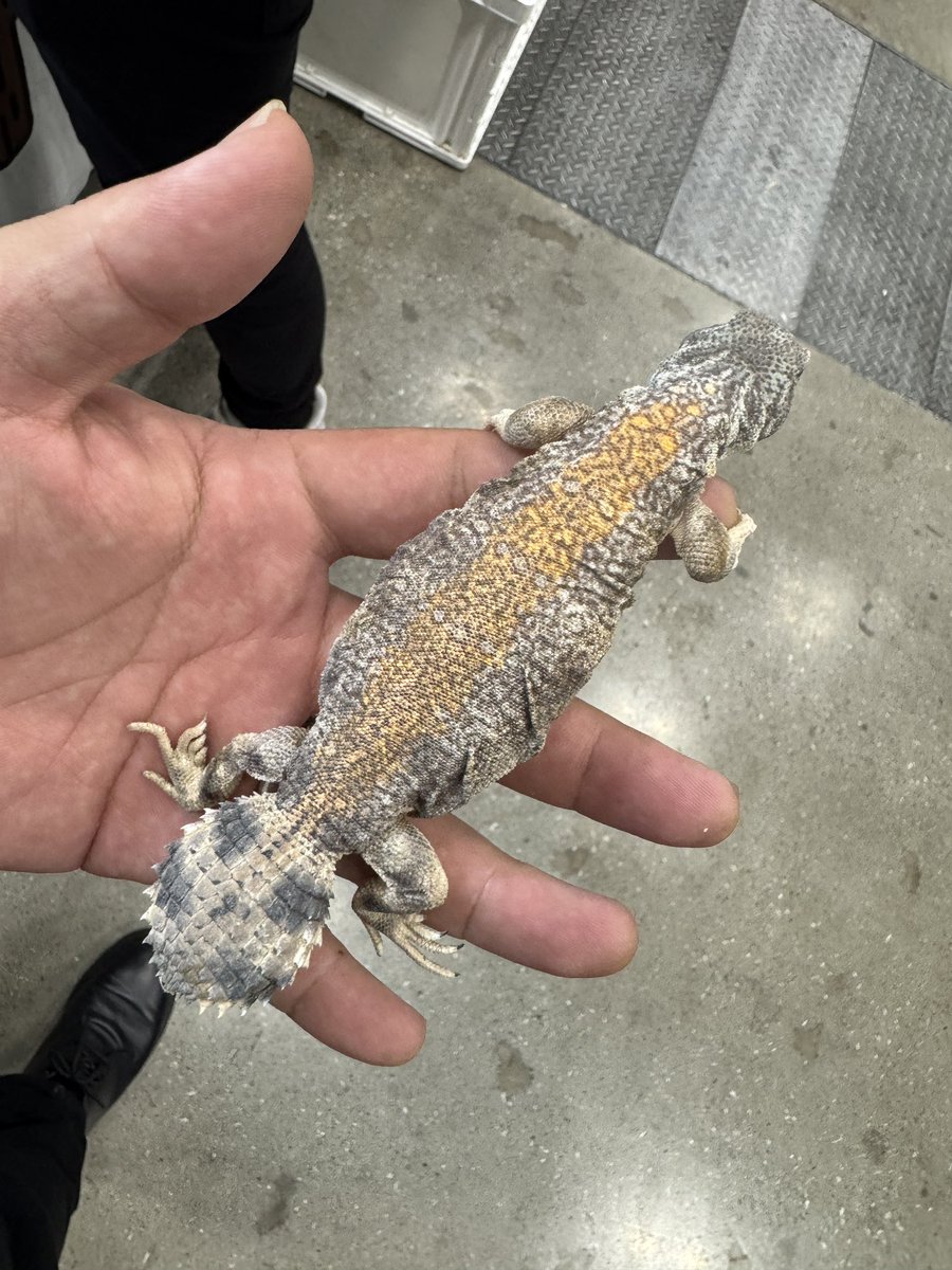 GungnirAnimals's tweet photo. 本日オープンします‼️ https://t.co/zm6bwtroi2