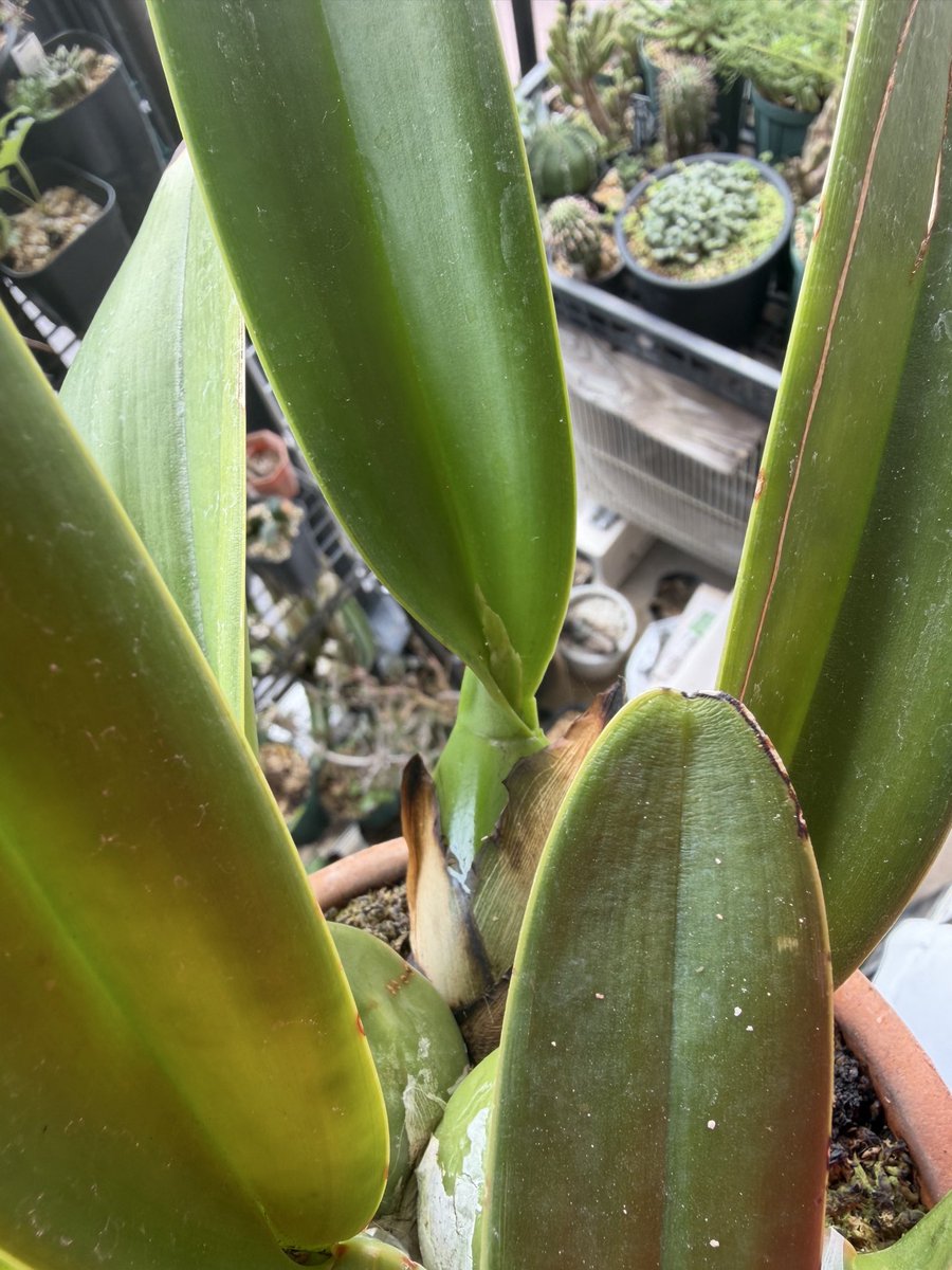 mikan_muki2's tweet photo. Laelia aurea
これは期待してもいい⁈ https://t.co/cWFfX1gDJX