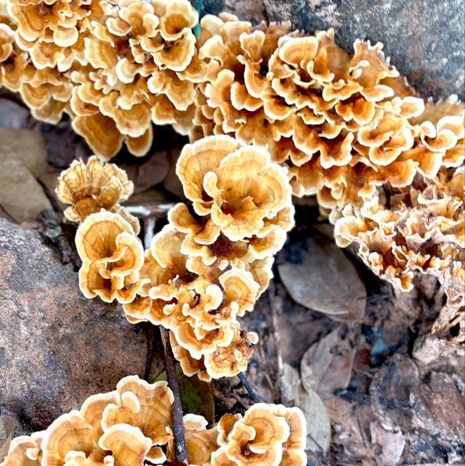 Image from I Evergreen. 🍂🍄 (@Movideae)