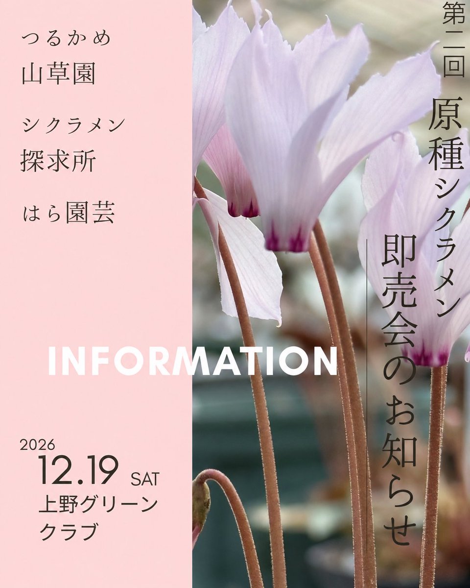 HaraNursery's tweet photo. イベントのお知らせ
今回「第二回　原種シクラメン即売会」に、私たちも一緒に参加させていただくことになりました！
つるかめ山草園さんシクラメン探求所さんとこの即売会を盛り上げていきたいと思っております♪
葉物を中心にご用意する予定です。
皆様にお会いできるのを楽しみにしております☺️ https://t.co/XfTQGNNrPm