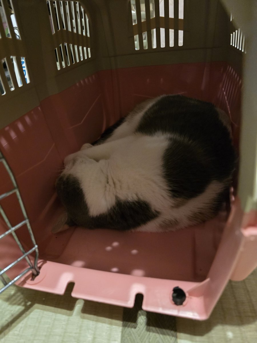pekepon0's tweet photo. #Cat #catday #Catholic #catlife #catlovers #catnap #CatsAreFamily #猫好きさんと繋がりたい #猫がいる暮らし #可愛いねこ #癒しの時間 #猫界隈 #可愛いは正義 #NOWAR #かわいい動物 #キャリーバッグ

寝起きもキャリーバッグの中
凛ちゃんです😻よろしくね🎵 https://t.co/KmOH27aow9