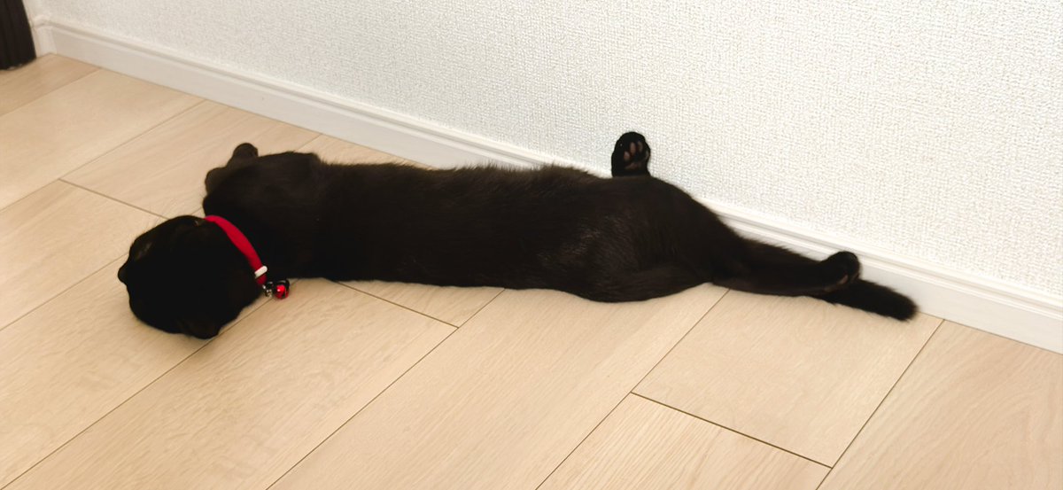 jijicat0308's tweet photo. 急にスイッチオフで転がってるwww

後ろ足どーなっとんよ😂 https://t.co/CqZu4EhmeO