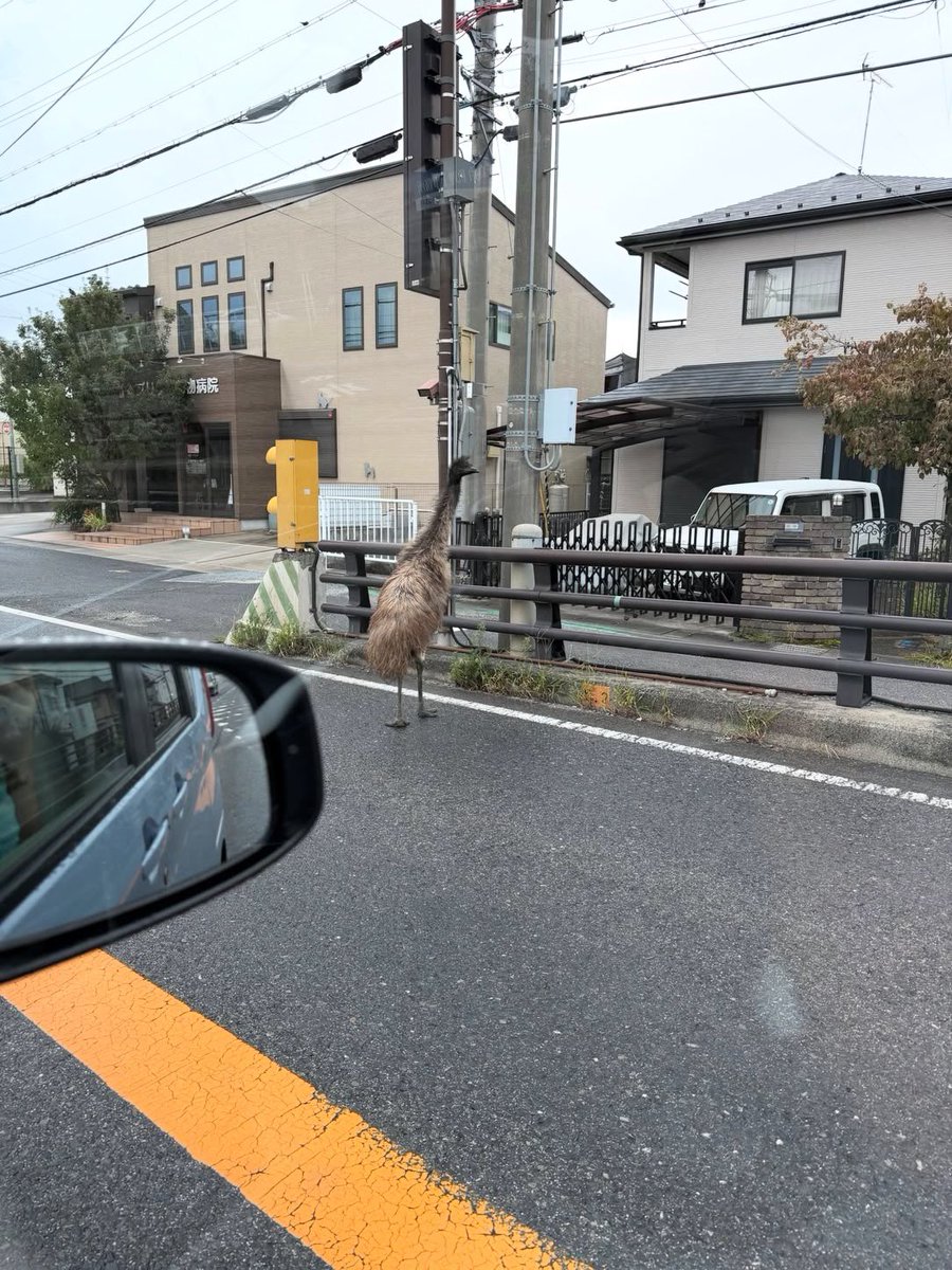 fuma_ten's tweet photo. この鳥って何？
初めてみたんだけど、デカすぎて怖い… https://t.co/3GPjQ8gANX