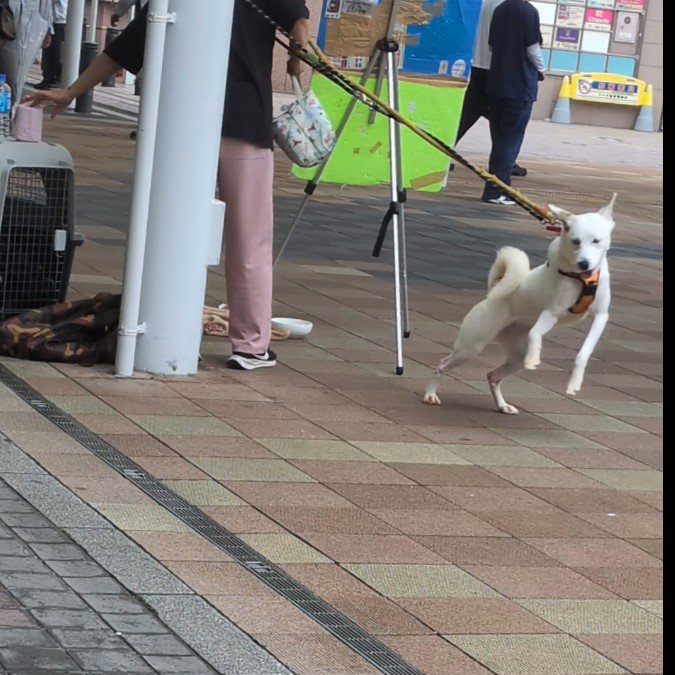 MamoruTakazawa's tweet photo. 《犬連れ回し街頭募金 拡散希望》

JR亀有駅前。まともな動物愛護団体なら絶対にやらない犬の連れ回し街頭募金がまた行なわれてました。

祝日は奴らの稼ぎ時ですからね。

ワンコはトイレに行きたいようで落ち着かな様子😢

しかしワンちゃんは午前中から夕方5〜6時まで募金の為に利用され連れ回されます。

皆様の募金の収支報告はなし。動物に使われる募金は一部。あとは彼らのいいように使われているのだろう。

街頭立っているのはいいことだけ言うようにマニュアル叩き込まれたバイト。なので何言っても無駄。

本部の指示通りに動いてバイト代稼いでいるだけ。

組織は保護犬カフェ的(騙されないように)なのをやってるらしい。

あの施錠忘れで犬を盗まれたとこですね。

これもまともな動物愛護団体では絶対ありえない。

そして本来は重要なことですが、犬の出処は全く記載なし。

多分ですが…

保護犬と言いながらペットショップやブリーダーから来てる。

ようするに売れ残った子達を今度は募金や里親で稼ぐ連中の新たなビジネス。

こんな連中が日本各地で動物使い荒稼ぎしているのが現状。

警察は直接的な暴力など明らかな犬の虐待がないと動けない。

しかし募金活動中の悪天候や犬の異変などがあれば警察も動いてくれるので、皆様で監視して行くしかないです。

そしてジャーナリストの方々やユーチューバーの方々などもこの団体のことを暴いていって欲しい。

#犬連れ回し街頭募金 #南千住 #保護犬カフェ