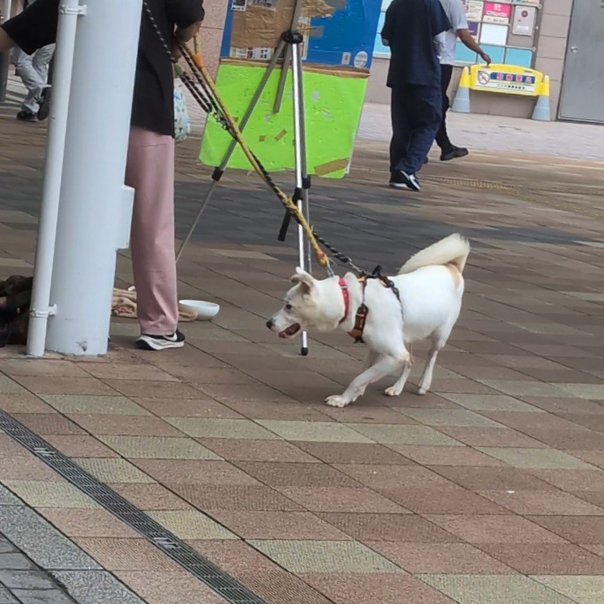 MamoruTakazawa's tweet photo. 《犬連れ回し街頭募金 拡散希望》

JR亀有駅前。まともな動物愛護団体なら絶対にやらない犬の連れ回し街頭募金がまた行なわれてました。

祝日は奴らの稼ぎ時ですからね。

ワンコはトイレに行きたいようで落ち着かな様子😢

しかしワンちゃんは午前中から夕方5〜6時まで募金の為に利用され連れ回されます。

皆様の募金の収支報告はなし。動物に使われる募金は一部。あとは彼らのいいように使われているのだろう。

街頭立っているのはいいことだけ言うようにマニュアル叩き込まれたバイト。なので何言っても無駄。

本部の指示通りに動いてバイト代稼いでいるだけ。

組織は保護犬カフェ的(騙されないように)なのをやってるらしい。

あの施錠忘れで犬を盗まれたとこですね。

これもまともな動物愛護団体では絶対ありえない。

そして本来は重要なことですが、犬の出処は全く記載なし。

多分ですが…

保護犬と言いながらペットショップやブリーダーから来てる。

ようするに売れ残った子達を今度は募金や里親で稼ぐ連中の新たなビジネス。

こんな連中が日本各地で動物使い荒稼ぎしているのが現状。

警察は直接的な暴力など明らかな犬の虐待がないと動けない。

しかし募金活動中の悪天候や犬の異変などがあれば警察も動いてくれるので、皆様で監視して行くしかないです。

そしてジャーナリストの方々やユーチューバーの方々などもこの団体のことを暴いていって欲しい。

#犬連れ回し街頭募金 #南千住 #保護犬カフェ