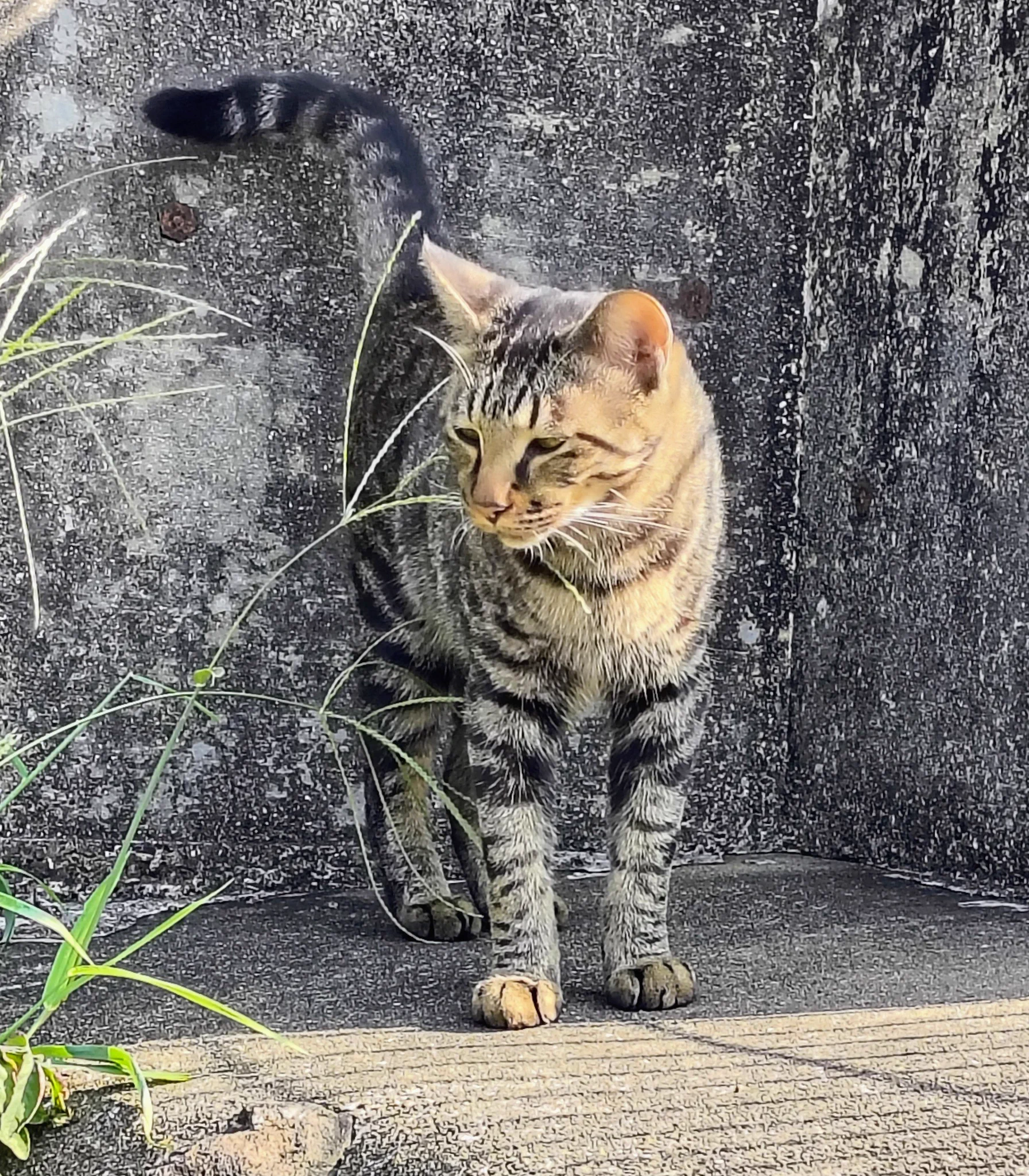 のらねこ珈琲 (@noranekocoffe) / X