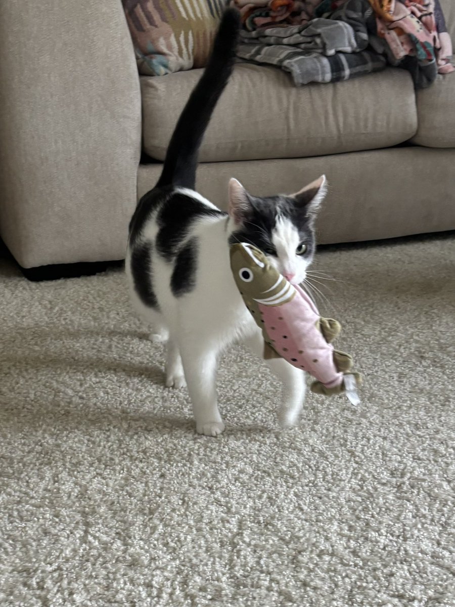 lo_saturna1ia's tweet photo. i’m going to go broke bc i’m addicted to buying my cats new things to try. he did not need this big ass fish toy https://t.co/gRrW3xXy0j