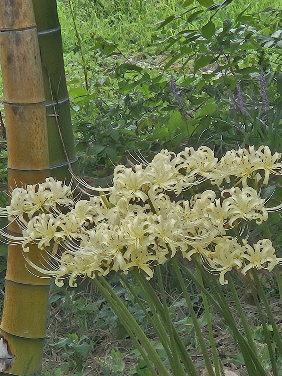 yuka_ei's tweet photo. 我が家のご近所は
白の彼岸花(曼珠沙華)が咲いてから
赤が咲きます
白の終わりがけに2色見れます https://t.co/SDOcWEiERi