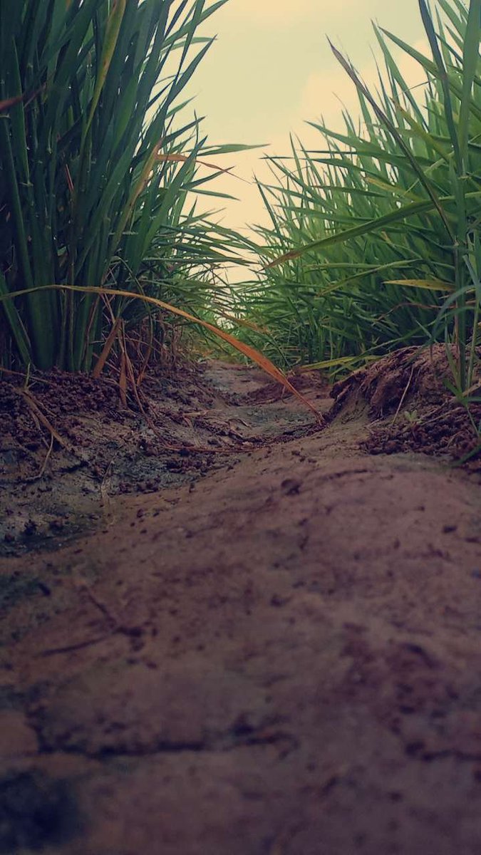 TheHiddenCult_'s tweet photo. “Sometimes the quietest paths lead to the most beautiful places.” https://t.co/eyvWfPrPyJ
