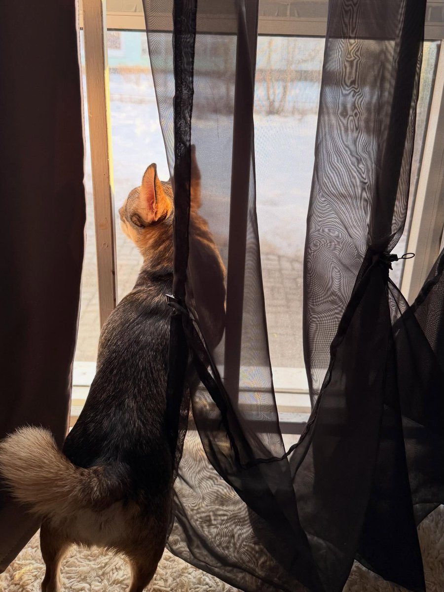 BabetteHasud's tweet photo. #chihuahua #chihuahualover #чихуахуа #moscow #dog https://t.co/cVXDj6Bptu