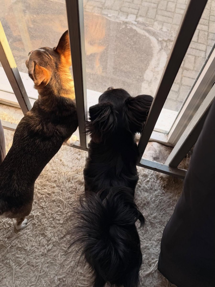 BabetteHasud's tweet photo. #chihuahua #chihuahualover #чихуахуа #moscow #dog https://t.co/cVXDj6Bptu