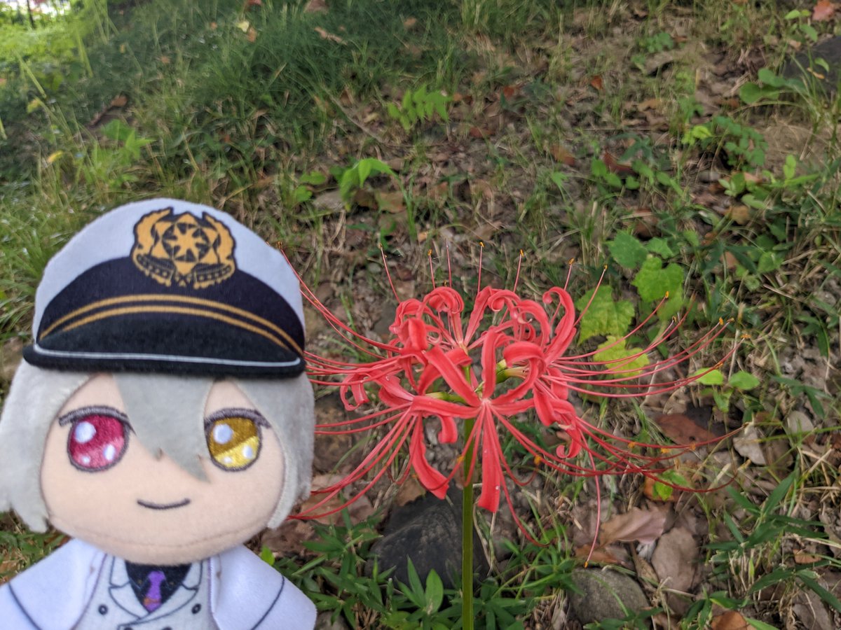 raqia_mhyk's tweet photo. 💼近くの公園に彼岸花が群生してるよ！
ちょうど今が見頃
これは一輪だけ離れて咲いてた子

#まほやく_ぬい
#水曜ぬいnoon https://t.co/pUyy9E91gD