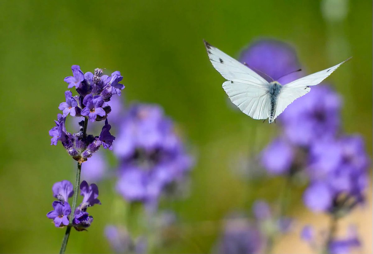 RemonaScheegvg's tweet photo. Insects represent the most diverse and abundant group of animals on Earth. They are fundamental to our ecosystems, driving global food chains, pollinating over 80% of wild plant species, and decomposing organic matter to recycle nutrients back into https://t.co/syphPYYj5i