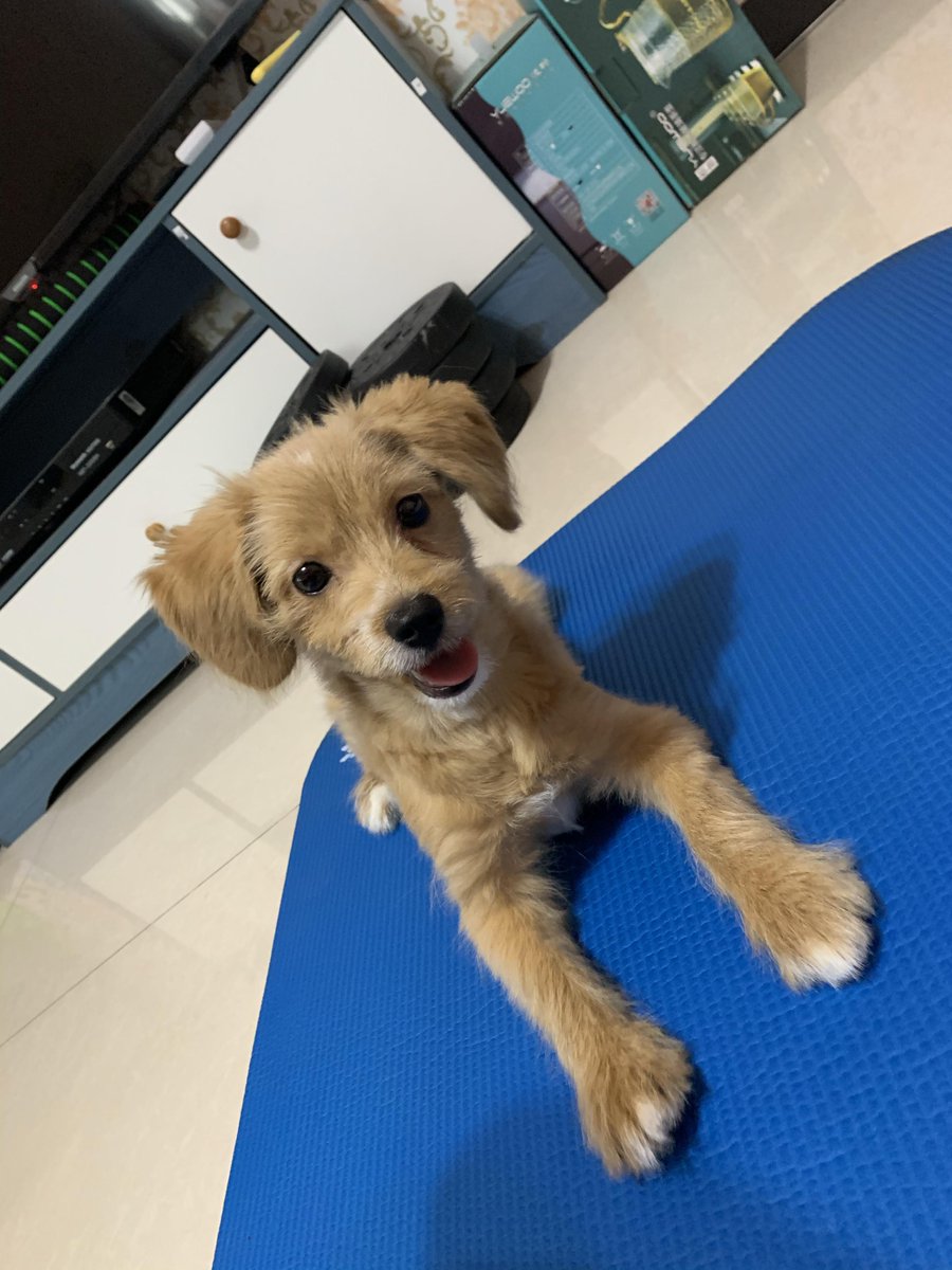 fouedmarzouk's tweet photo. My fur baby hit the 6-month milestone today! From tiny wobbly paw steps to zooming around the living room like a little tornado—growth hits so fast. Love this squishy, fluffy monster more every single day https://t.co/PgB4h2aczO