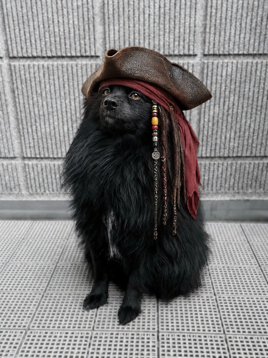 noah_blackfox's tweet photo. 犬界のジャック・スパロウ https://t.co/sNvtkEj7k7