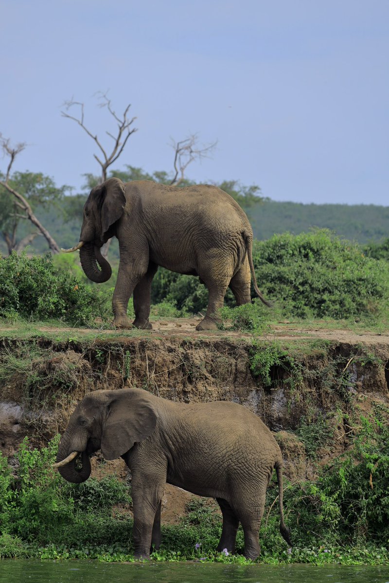 aaronmmitti's tweet photo. Why  Queen Elizabeth National Park? 

Because it truly lives up to its name — a Medley of Wonders! 

From thrilling game drives and the iconic Kazinga Channel boat cruise to elephants, hippos, buffaloes, lions and over 600 bird species, there’s something for every kind of explorer. 

And if you’re lucky, the tree-climbing lions of Ishasha might be waiting for you! 

- Open Park Days | 25–27 September
-  FREE PARK ENTRY

This weekend, choose wild. Choose Queen Elizabeth. 

#OpenParkDays2026 #ExploreUganda