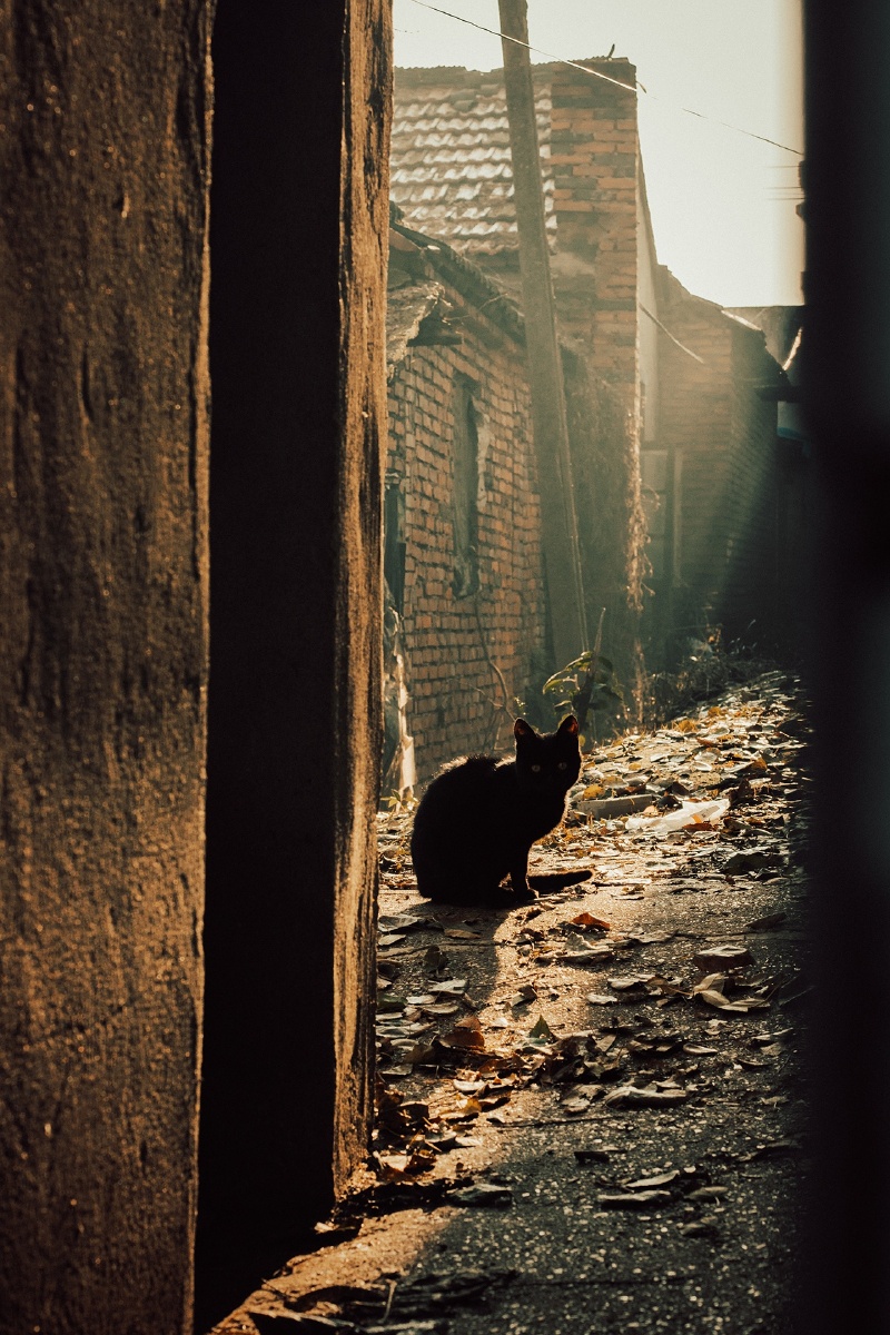 NeryCollinmt's tweet photo. Just stumbled on a sun-dappled alleyway, where the afternoon light turns old brick walls into warm canvases and a stray cat decided to be my only audience. Magic in the small, unplanned moments https://t.co/vNRTtFm5Ib