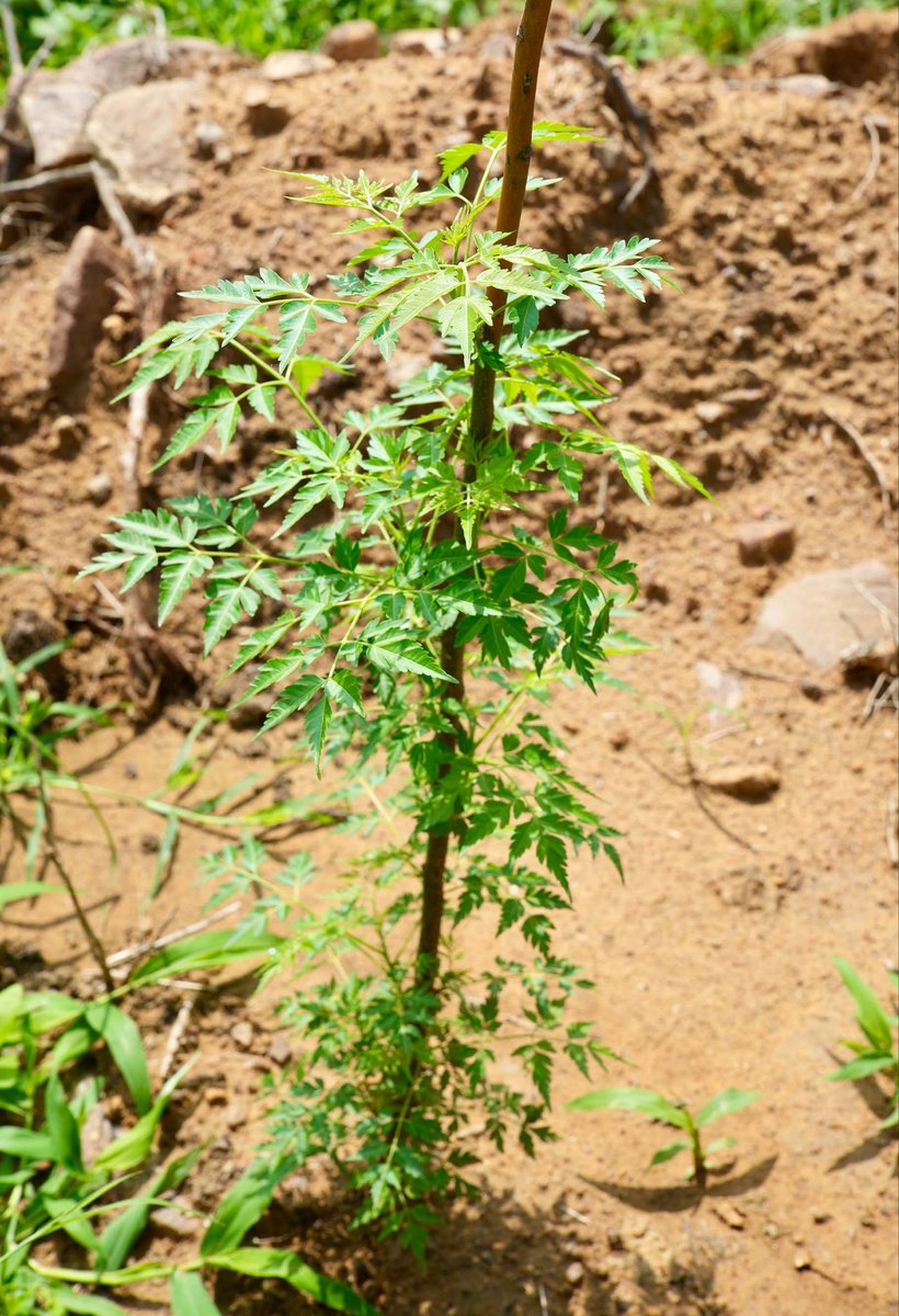 AnkitKumar_IFS's tweet photo. Every native tree established today is a future Carbon Sink. 🌱🌳 Sequestering carbon, reducing the urban heat island effect, improving air quality, and creating habitats that strengthen urban biodiversity. 🦚🐆

#MissionGreenDelhi 
#EkPedMaaKeNaam https://t.co/PAvhxeDbja