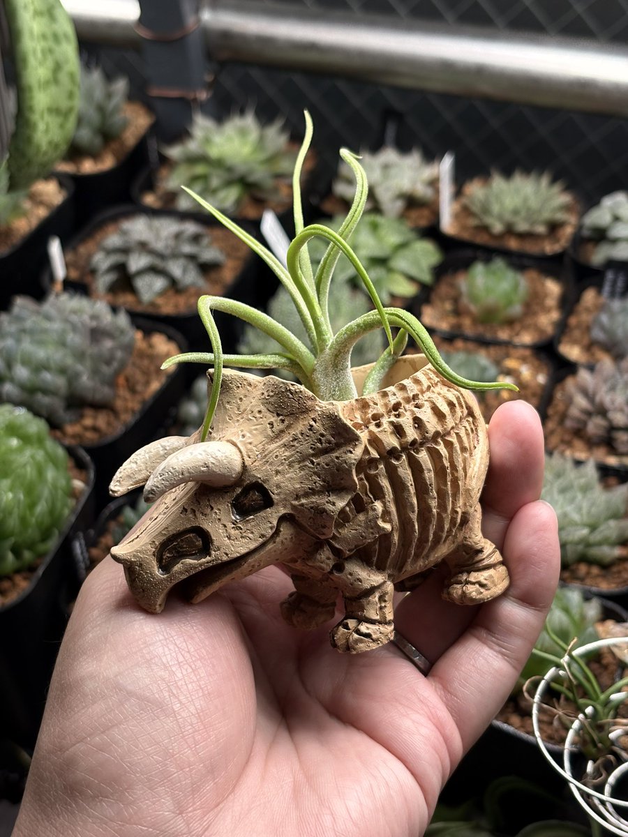 molokheism's tweet photo. トリケラトプス（骨）🦴 https://t.co/lskZk9DvUh